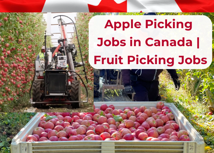 Apple Picking Jobs in Canada
