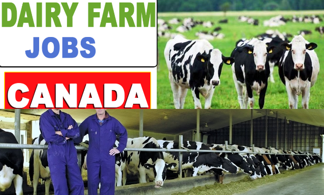 Dairy Farm Worker (Opening): Jobs Descriptions and Application Sites
