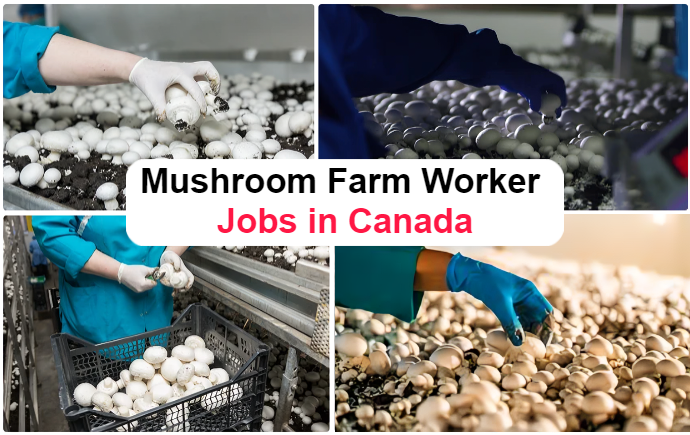 Mushroom Farm Worker Jobs in Canada